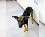 Small #3 Carolina Dog Mix