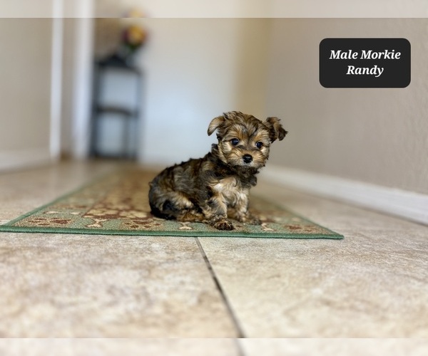 Medium Photo #4 Morkie Puppy For Sale in TUCSON, AZ, USA