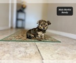 Small #3 Morkie