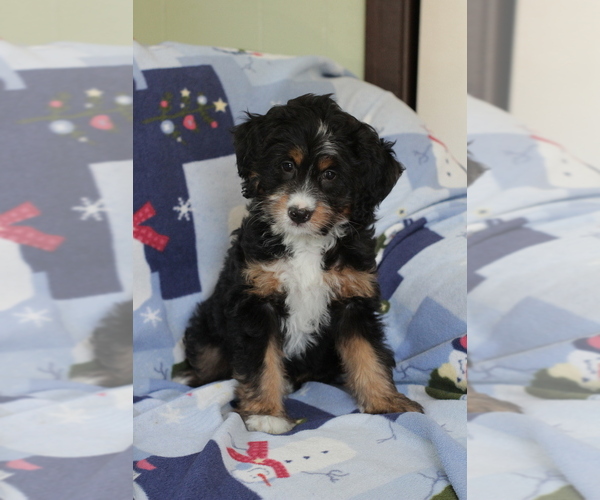 Medium Photo #10 Bernedoodle (Miniature) Puppy For Sale in MILWAUKEE, WI, USA