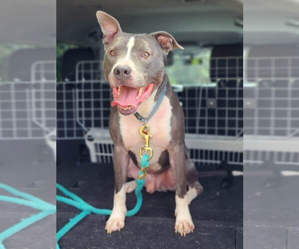 Medium Photo #16 American Pit Bull Terrier-American Staffordshire Terrier Mix Puppy For Sale in Caribou, ME, USA