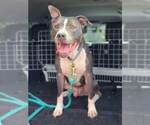 Small #15 American Pit Bull Terrier-American Staffordshire Terrier Mix