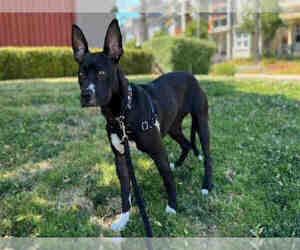 American Pit Bull Terrier-Unknown Mix Dogs for adoption in Alameda, CA, USA