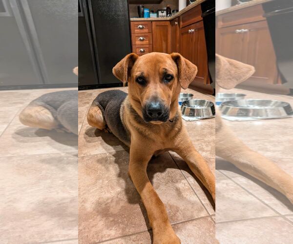 Medium Photo #1 Mutt Puppy For Sale in Sheboygan, WI, USA