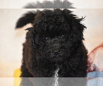 Small #2 Bichpoo