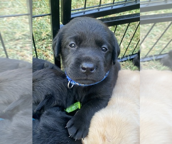Medium Photo #10 Labrador Retriever Puppy For Sale in Cessnock, New South Wales, Australia