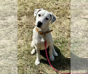 Mutt Dogs for adoption in Hillsboro, NH, USA