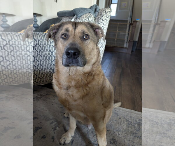 Medium Photo #4 Black Mouth Cur-German Shepherd Dog Mix Puppy For Sale in Rosenberg, TX, USA