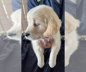English Cream Golden Retriever Puppy for Sale in ARROWHEAD FARMS, California USA