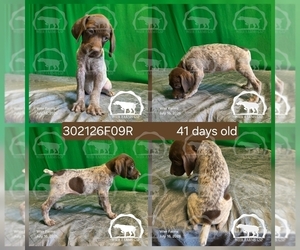 Medium German Shorthaired Pointer