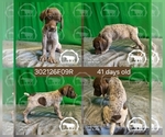 Puppy Girl 302126F09R German Shorthaired Pointer