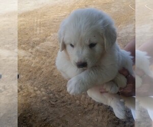 Great Pyrenees Puppy for sale in CADDO, OK, USA