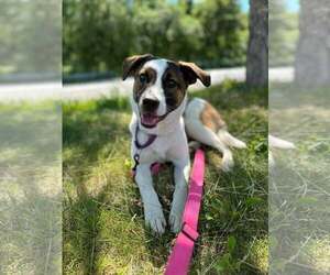 Mutt Dogs for adoption in pomfret, CT, USA