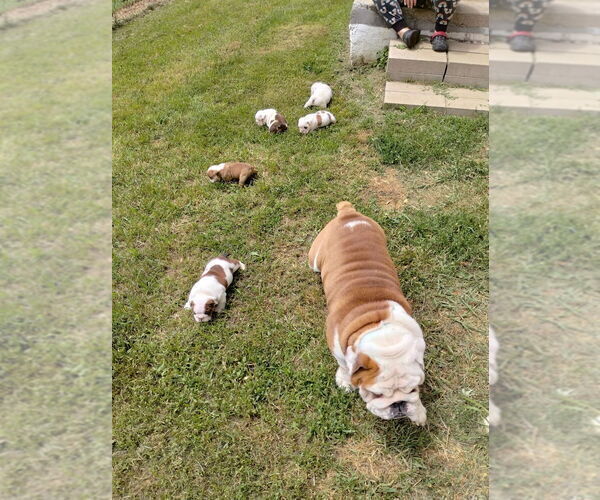Medium Photo #5 English Bulldog Puppy For Sale in DIXON, IL, USA