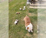 Small #4 English Bulldog