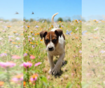 Small #1 Basenji-Rat Terrier Mix
