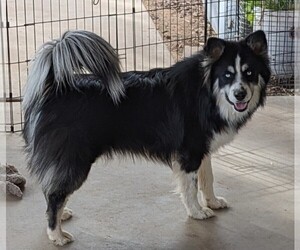 Pomsky Puppy for sale in PHOENIX, AZ, USA