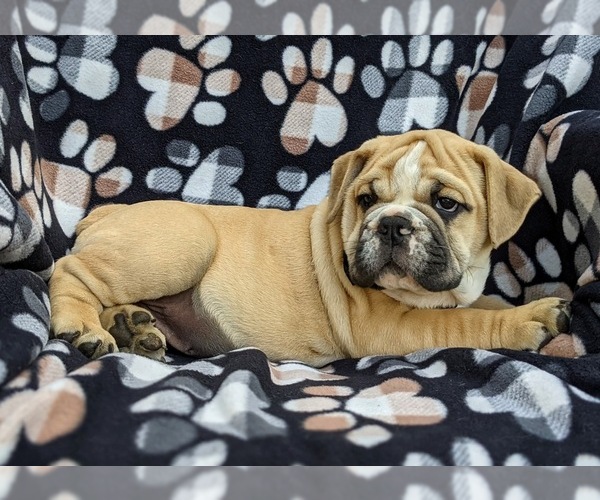 Medium Photo #3 Olde English Bulldogge Puppy For Sale in OXFORD, PA, USA