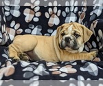 Small Photo #3 Olde English Bulldogge Puppy For Sale in OXFORD, PA, USA