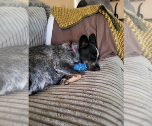 Mother of the Texas Heeler puppies born on 11/30/2025