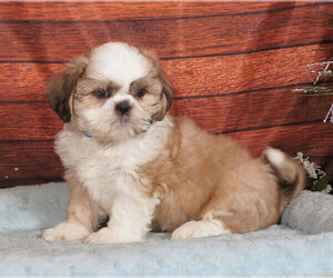 Shih Tzu Puppy for sale in PENNS CREEK, PA, USA