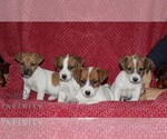Small #1 Jack Russell Terrier