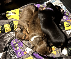 Dachshund Litter for sale in TOMS RIVER, NJ, USA