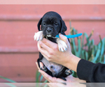 Small #1 Jug-Treeing Walker Coonhound Mix