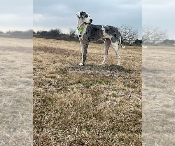 Medium Photo #2 Great Dane Puppy For Sale in Bullard, TX, USA