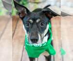 Small Jack-Rat Terrier
