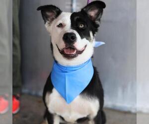 American Staffordshire Terrier-Border Collie Mix Dogs for adoption in San Antonio, TX, USA
