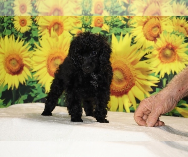 Medium Photo #32 Poodle (Toy) Puppy For Sale in DYERSBURG, TN, USA