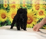 Pedro - Male Poodle (Toy) Puppy for Sale - Photo #32