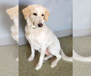 Golden Labrador Dogs for adoption in Glendale , AZ, USA
