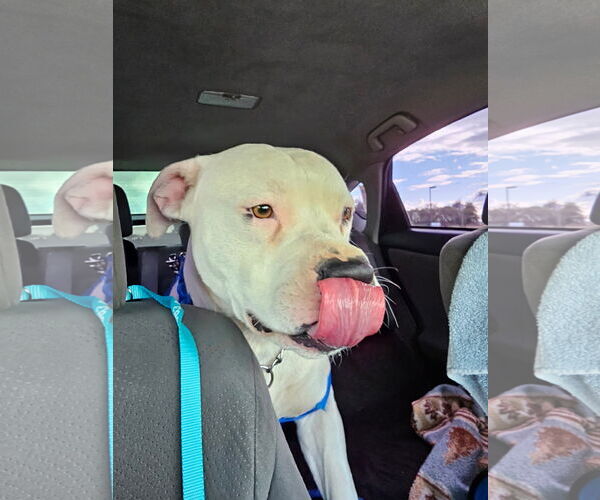 Medium Photo #9 American Pit Bull Terrier-Unknown Mix Puppy For Sale in Chandler, AZ, USA