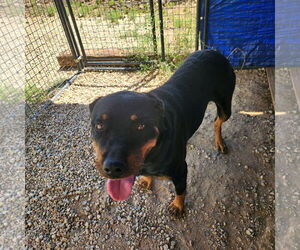 Rottweiler-Unknown Mix Dogs for adoption in Las Vegas, NM, USA