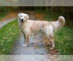 Small Photo #3 Golden Retriever Puppy For Sale in MERCED, CA, USA