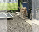 Small #1 Mutt