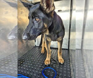 German Shepherd Dog Dogs for adoption in Pasadena, TX, USA