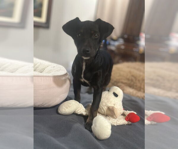 Medium Photo #9 Pinny-Poo Puppy For Sale in Banning, CA, USA