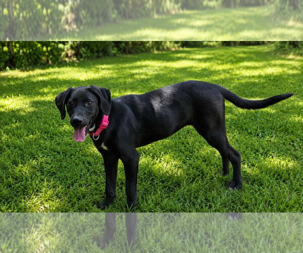 Medium Photo #1 Labrador Retriever-Unknown Mix Puppy For Sale in Oakhurst, NJ, USA