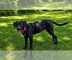 Little Girl- black beauty - Female Labrador Retriever-Unknown Mix Dog for Adoption - Small photo