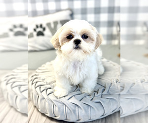 Shih Tzu Puppy for sale in MARIETTA, GA, USA