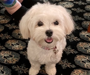 Maltese Puppy for sale in VIRGINIA BEACH, VA, USA