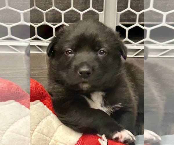 Medium Photo #4 American Staffordshire Terrier-Unknown Mix Puppy For Sale in Holly Springs, NC, USA