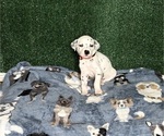 Puppy Remy Dalmatian