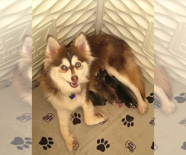 Medium Photo #1 Pomsky Puppy For Sale in NASHUA, NH, USA