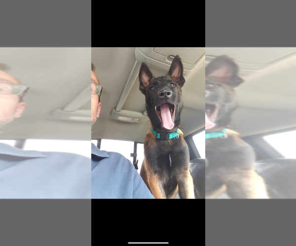 Medium Photo #7 Mutt Puppy For Sale in Imlay City, MI, USA