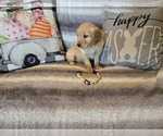 Small #9 Golden Retriever