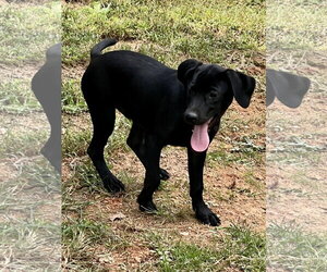 Huey - Male Catahoula Leopard Dog-Labrador Retriever Mix Dog for Adoption - Photo #2